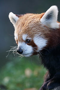 Panda, czerwony panda, Fire fox, złoty pies, ładny, Świat zwierząt, Zamknij