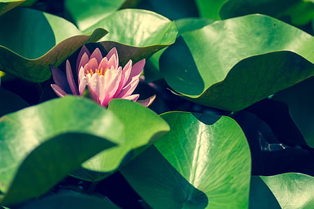alam, tanaman, bunga, Lotus, lily air, hijau, merah muda