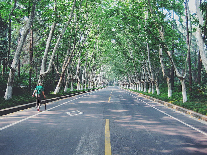 carrer, carreró, arbres, amb folre, carretera, asfalt, persona