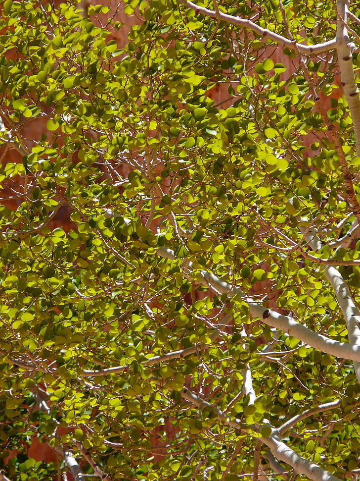 βετούλης (σημύδας), δέντρο, φύλλο, φύλλα, πράσινο, πίσω φως, φως