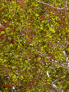 Birch, pohon, daun, daun, hijau, kembali cahaya, cahaya