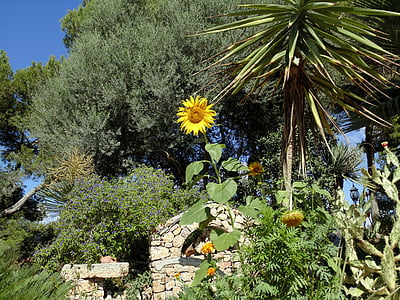 suncokret, priroda, vrt, cvijeće, biljka, žuta, latice