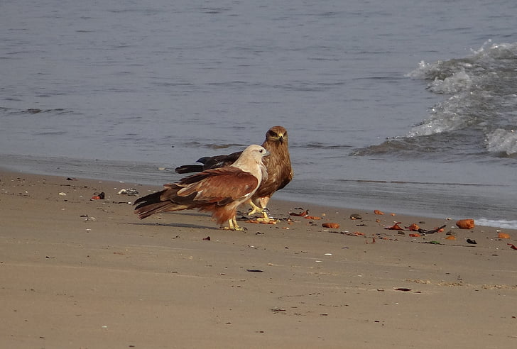 Brahminy kite, haliastur indus, röd stödda-, hav-örn, fågel, fauna, aghanashini