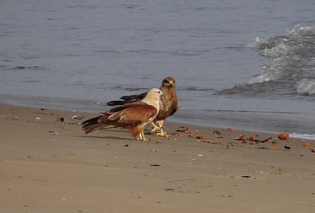 Brahminy kite, haliastur indus, merah-backed, elang laut, burung, fauna, aghanashini