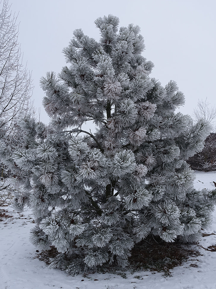 winter, hoarfrost, wintry, tree, cold
