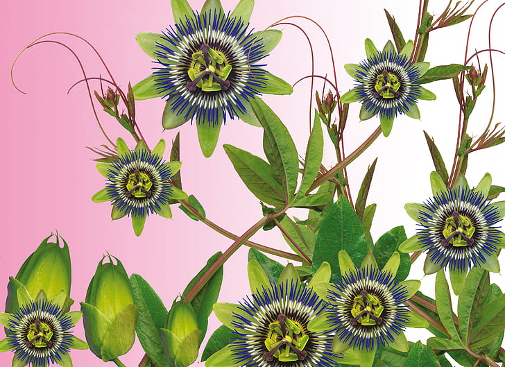 Passionflower, Hoa, hỗn hợp