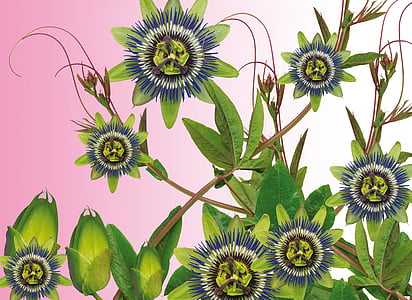 passionflower, puķe, amalgamas