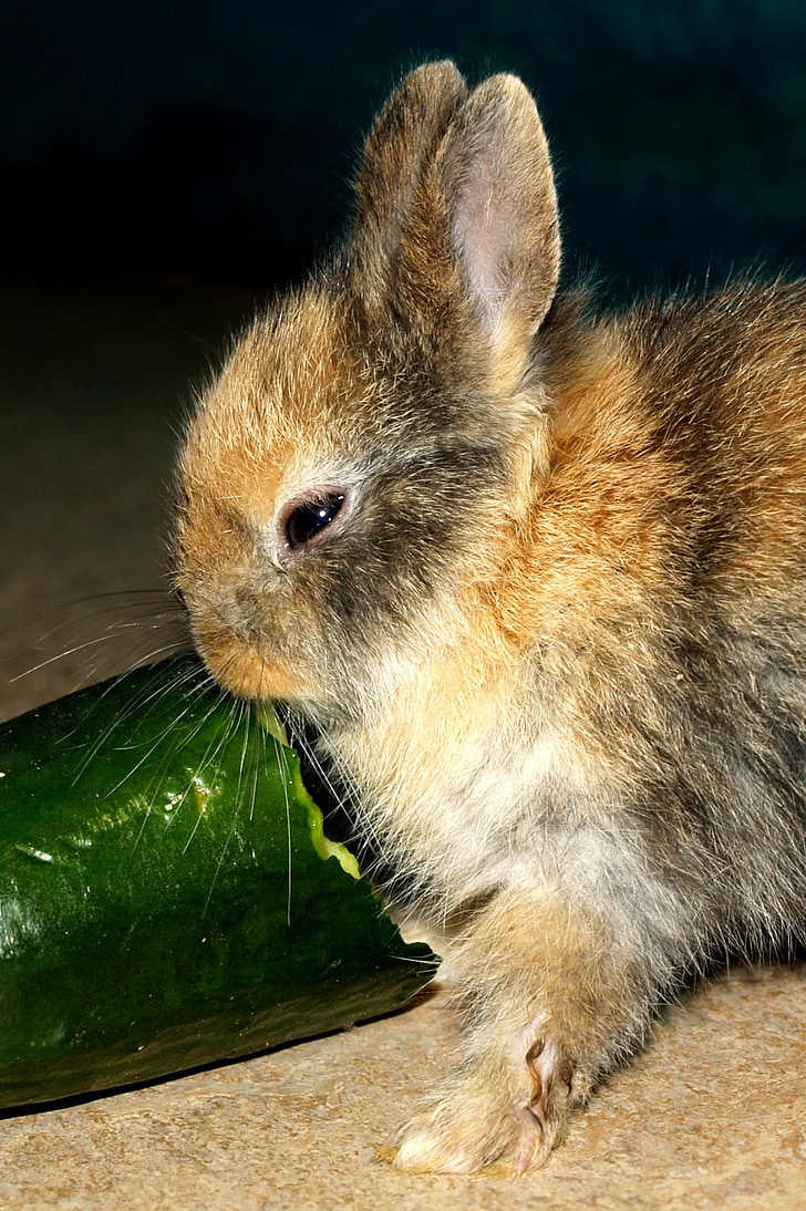 hare baby, pet, sweet