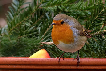 arancio, grigio, In alto, in legno, bastone, Robin, uccello