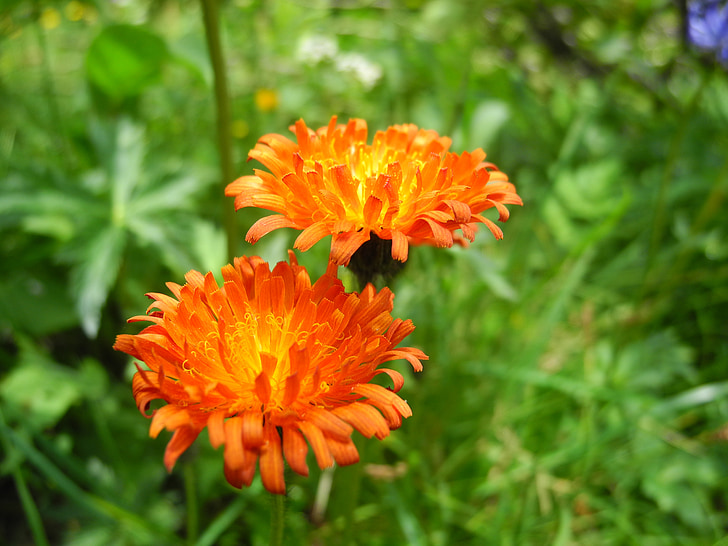 Hawkweed, Hoa, màu da cam, thực vật, vĩ mô, dãy núi