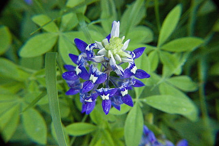 Bluebonnet, Wildflower, Texas, våren, grön, blå, blomma