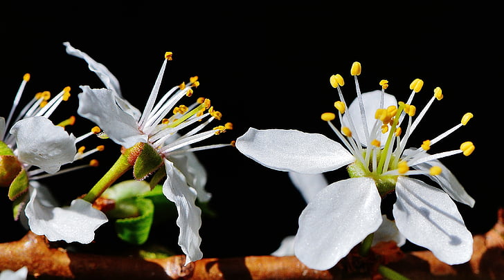 spring, blossom, bloom, nature, plant, tree, garden