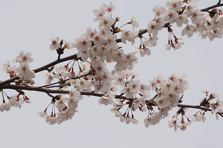 kirsikka, Japani, vaaleanpunainen, kukat, puu, puu, haara