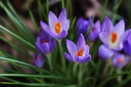 crocus, flower, blossom, bloom, purple, orange, spring