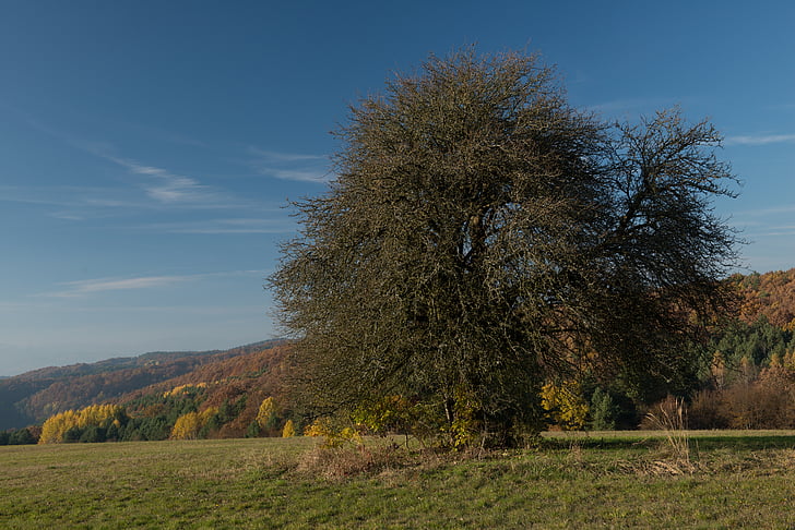 träd, land, hösten, Slovakien, lövverk, naturen, himlen
