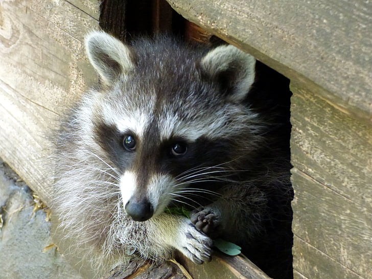 raccoon, curious, head, scaly, mammal, nature, cute