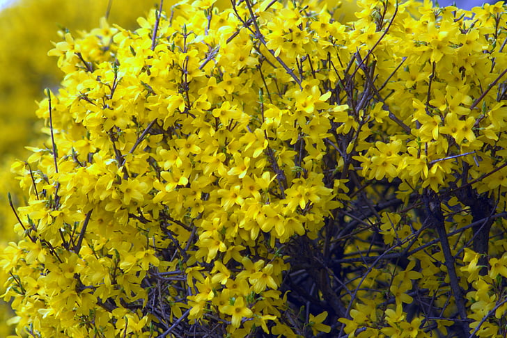 Forsythia, fleurs, jaune, printemps, floraison, Pologne, Varsovie