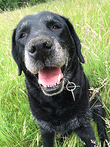 Labrador, vecais suns, dzīvnieku, suņiem