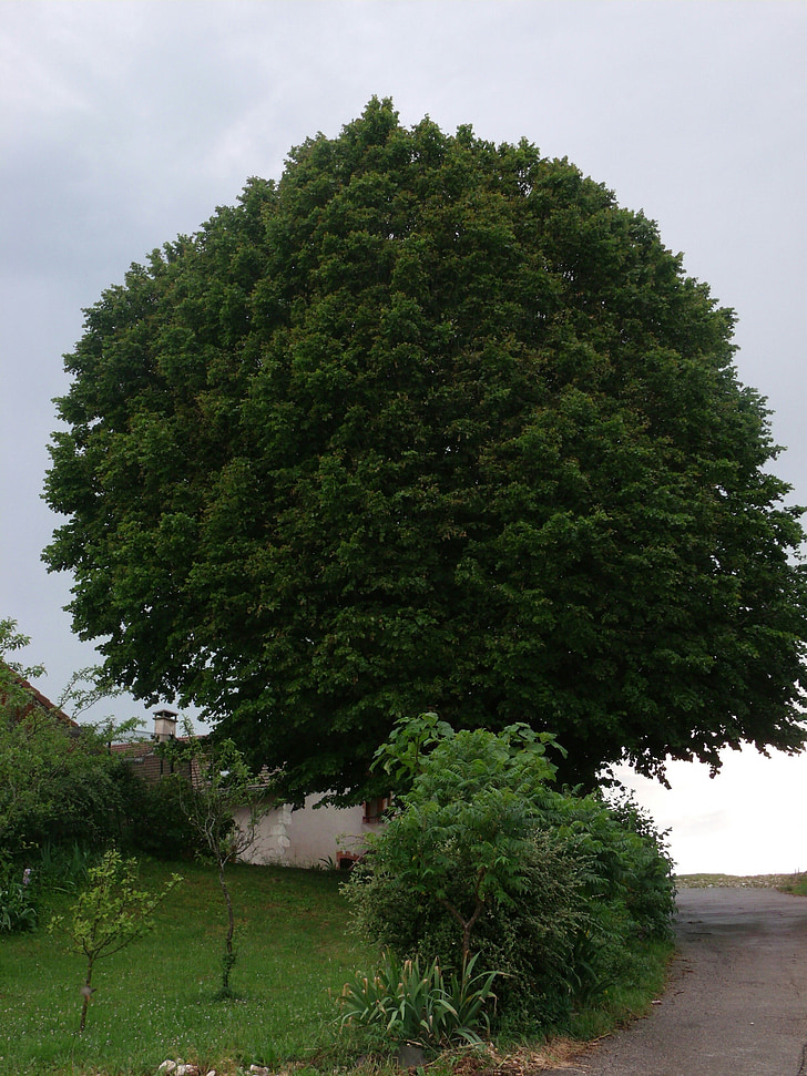 árbol, Linden, paisaje, verde, follaje, Francia, calma