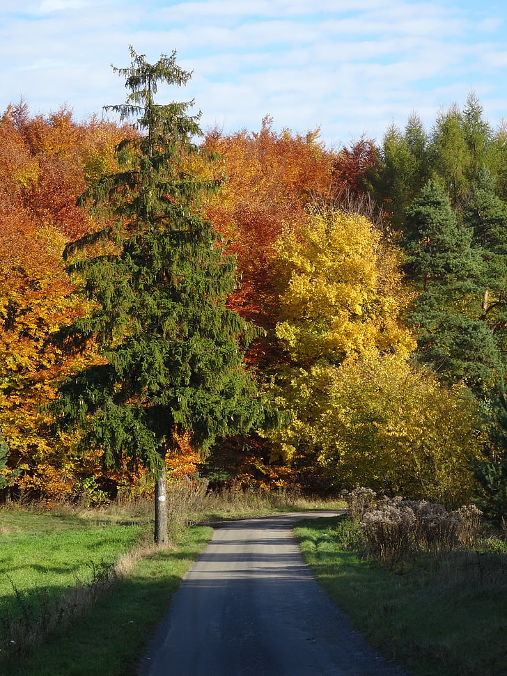 medis, miško, rudenį, kraštovaizdžio, Gamta