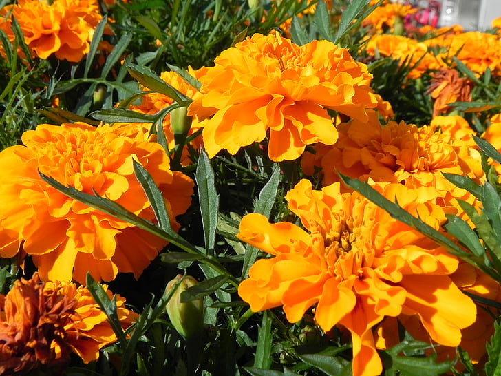 Orange, kvety, kvet, kvet, oranžové kvety, žltá, oranžová žltá