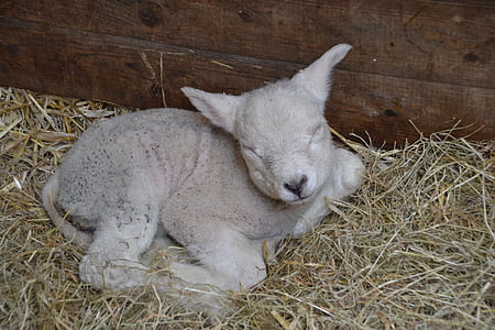 lamb, sheep, farm, wool, nature, agriculture, animal world