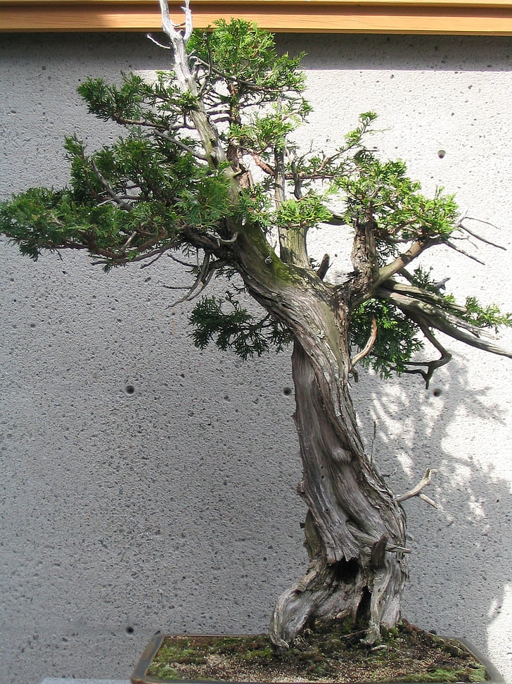 Bonsai, árbol de los bonsais, pequeño, árbol, planta, verde, hojas
