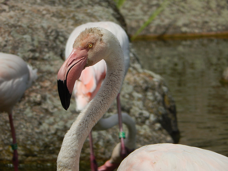 Flamingo, Lyon, Prancis, Taman, Parc de la tet d'or, kebun binatang, merah muda