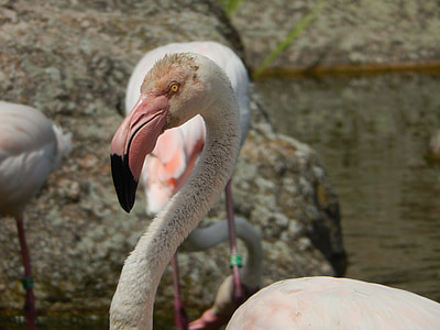 Flamingo, Lyon, Francija, parks, Parc de la tet bumba, zooloģiskais dārzs, rozā