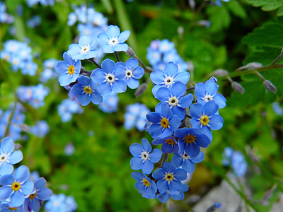 forget me not, flower, meadow, wild flower, blossom, bloom, nature