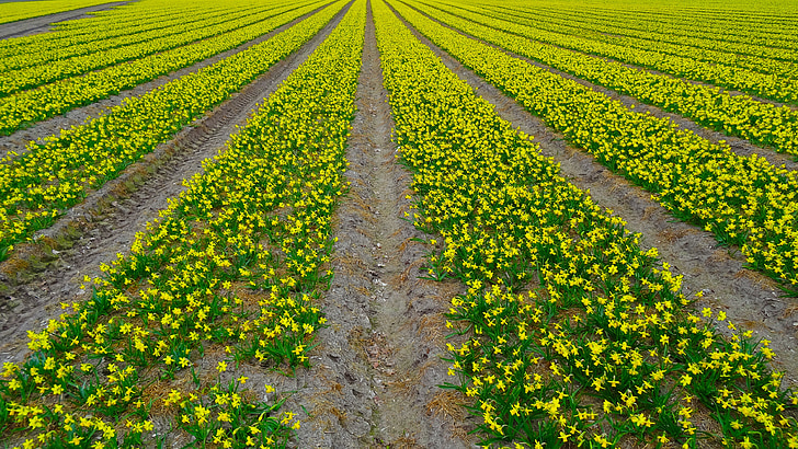 daffodil field, daffodil, narcissus, field, plantation, cultivation, flower