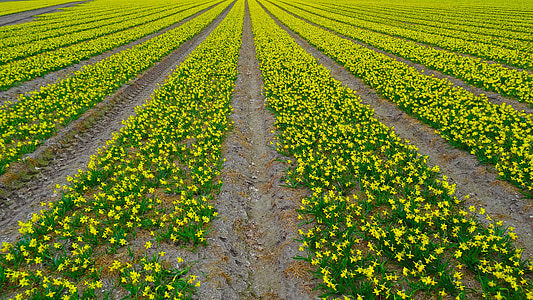 daffodil field, daffodil, narcissus, field, plantation, cultivation, flower