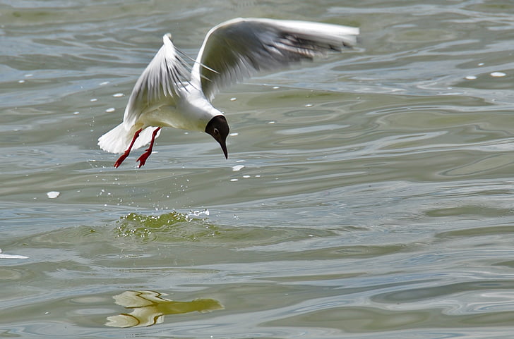 gull, fly nature, bird, water bird, seagull, flight, plumage