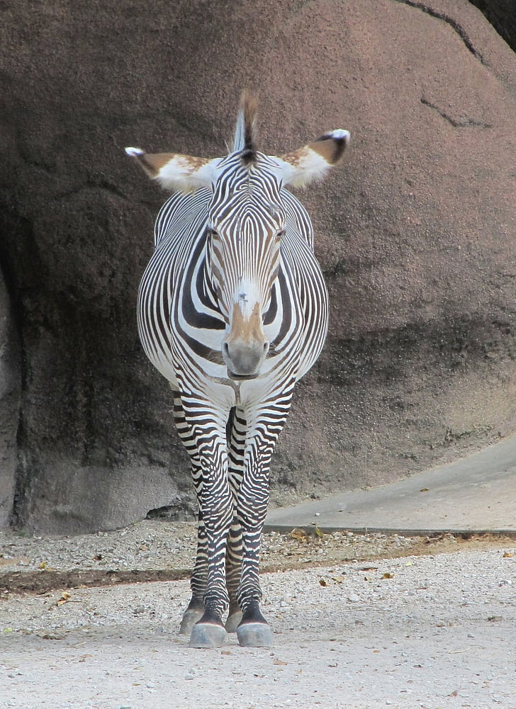 Zebra, în căutarea, cap, în picioare, natura, faunei sălbatice, mamifer