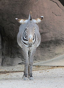 Zebra, Při pohledu, hlava, stojící, Příroda, volně žijící zvířata, savec