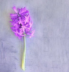 hyacinth, pink, flower, flowers, spring flower, fragrant flower, fragrant