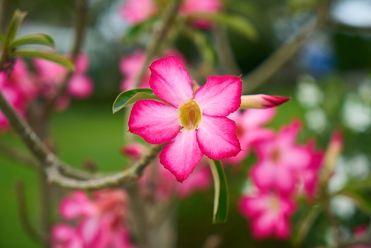 flowers, nature, plant, macro, closeup, pink, colorful