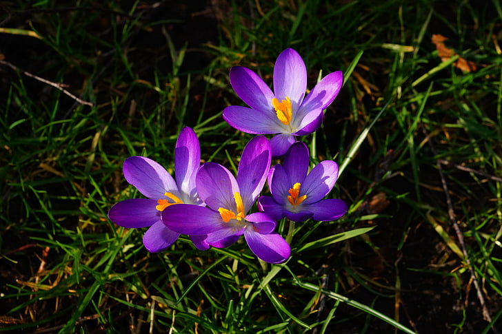 crocus, purple, flowers, colorful, nature, spring, beautiful