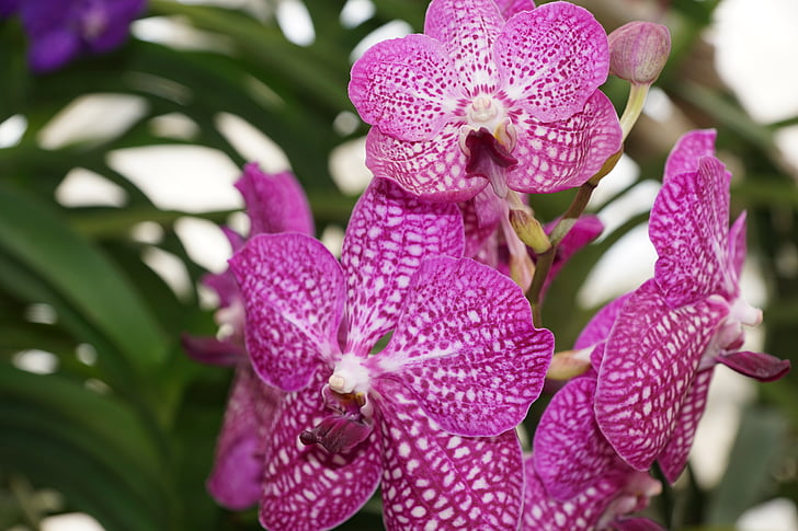 orchid, flower, nature, blossom, bloom, plant