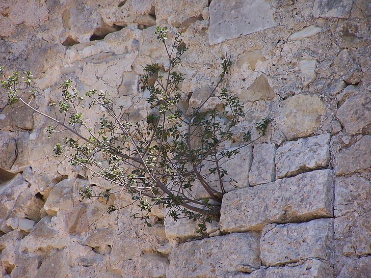 tanaman, dinding, liontin, semak, batu