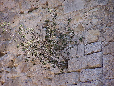 biljka, zid, privjesak, grm, kamena