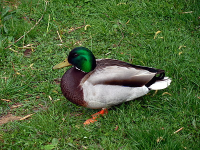 duck, bird, nature, ducks, poultry, plumage, feather
