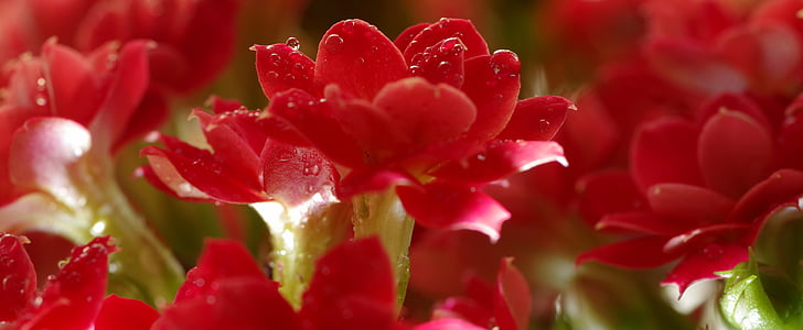 piros, virág, a szirmok, csepp, Cserepes, lila, kisebb