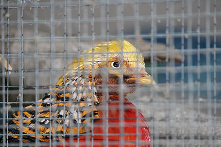 cage, grid, caught, zoo animal, bird, colorful, imprisoned