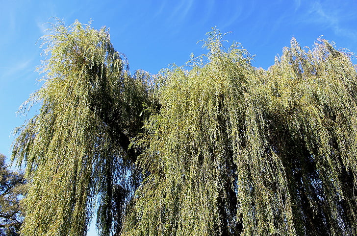 nature, trees, weeping willows, grazing greenhouse, depend, sky, cloud