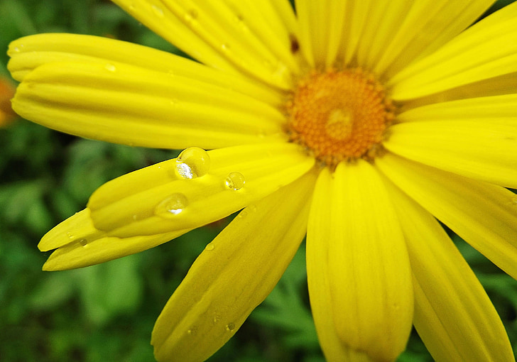 galben, floare, picătură, droplet-uri