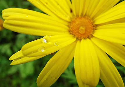 노란색, 꽃, 드롭, 작은 물방울