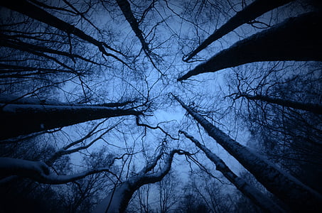 šuma, drvo, grane, strašan, tamno, drvo, priroda