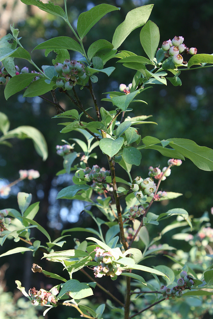 draaien, bosbessen, groene bosbessen, Blueberry bush