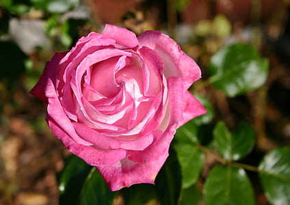 stieg, Blume, Blüte, Bloom, rosa rose, Rosa, Natur